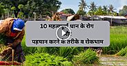 10 महत्वपूर्ण धान के रोग (Dhaan Ke Rog) और रोकथाम के तरीके