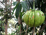 Does Garcinia Cambogia Extract Work for Weight Loss?