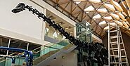 Dippy the dinosaur time-lapse assembly