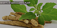 The Benefits of Ashwagandha Plant, the Miracle Herb – Fitspire