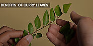 7 Emerging Benefits and Uses of Curry Leaves – Fitspire