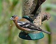 Garden Birds and Finches – Garden Birds and Finches