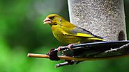 The Majestic Green Finch