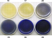 Production of the natural blue pigment indigoidine