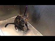 Talking Cat Screams “No More” To Baths
