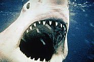 Jaws at 40: 40 Things We Wouldn't Have Without the Original Killer Shark Movie