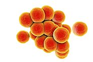 Staphylococcus Aureus - The Definitive Guide | Biology Dictionary