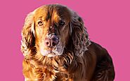 Everything to Know About the English Cocker Spaniel - Paws Earth