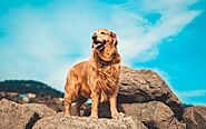 Why is the Golden Retriever Considered a Great Family Pet? - Paws Earth