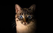 Mysterious Facts About The Chausie Cat - Paws Earth