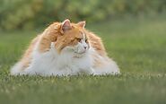 Facts About the British Longhair Cat - Paws Earth