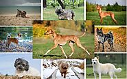 Top 10 Rare And Unique Dog Breeds - Paws Earth