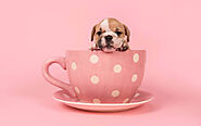 Top 10 Teacup Dog Breeds - Paws Earth