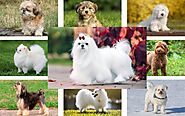 Which Dog is Right for Your Family? A List of Popular Small Fluffy Dog Breeds