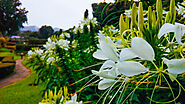 Royal Botanical Gardens Peradeniya