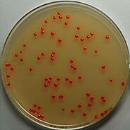 This is the astaxanthin pigment produced by the Paracoccus carotinifaciens bacterium.