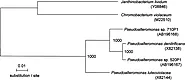 Isolation and Characterization of Two Groups of Novel Marine Bacteria Producing Violacein