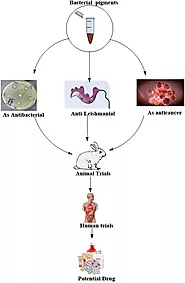 Therapeutic applications of bacterial pigments: a review of current status and future opportunities