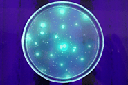 Image of Pseudomonas florescens colonies under a blue light