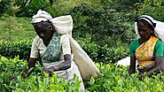 Explore Vast Tea Plantations