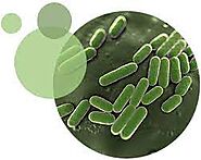 Figure 2: Lactobacillus Kimchii