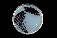 Bacteria Janthinobacterium lividum with pigment Violacein