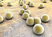 Micrococcus luteus functions