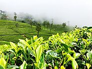 Nuwara Eliya