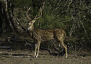 Yala National Park