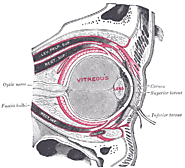 Tenon's capsule - Wikipedia