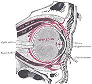 Tenon capsule | Radiology Reference Article | Radiopaedia.org