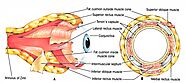 Tenon's capsule - American Academy of Ophthalmology