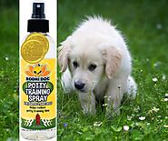 Bodhi Dog Potty Training Spray: A Comprehensive Review » Agawam Dog Park
