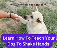 How To Teach Your Dog To Shake Your Hand » Agawam Dog Park