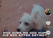 Why Does My Dog Hump His Bed After Eating? The Reasons Will Amaze You - Pawsitive Tips