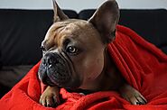 How To Wash Dog Blankets Without Washing Machine - Pawsitive Tips