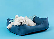 Can You Wash Memory Foam Dog Bed? - Pawsitive Tips