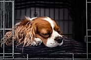 Should I Crate My Dog In The Living Room Or Bedroom? - Pawsitive Tips