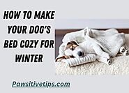 How To Make Your Dog's Bed Cozy For Winter - Pawsitive Tips