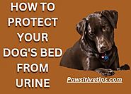 How To Protect Dog Bed From Urine