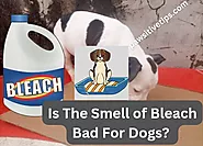 Is The Smell Of Bleach Bad For Dogs? ( Read And Learn)
