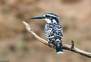 Wildlife | Vineye Photo School