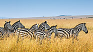 Tips For Your Amazing Wildlife Photography To Result in Best