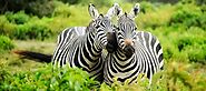 Wildlife-Photography-Course - Institute of Photography