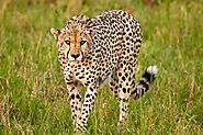 Online Wildlife Photography Course