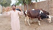 Wish happy birthday or say message with cows by Umarch88 | Fiverr