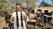 Do happy birthday videos and say your messages with my cows by Tarikwaseem | Fiverr