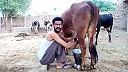 Wish happy birthday and say any message while milky cows by Spokesboy | Fiverr