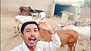 Wish and sing happy birthday and say anything with cows by Ehsancheema | Fiverr