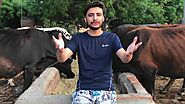 Wish happy birthday and say any message with cows by Wish_birthday | Fiverr